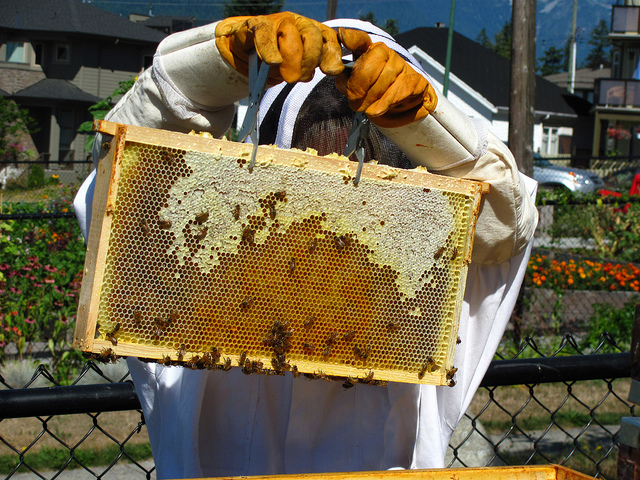 Slow Motion Bees!