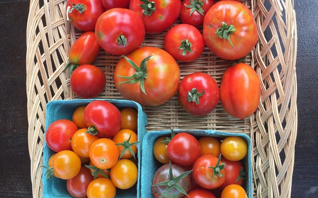 INTERN DIARY – WEEK 8