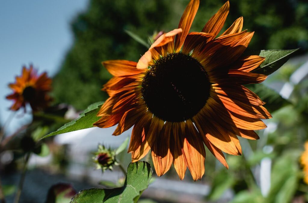 Fresh Sheet & Market Vendors for October 15th