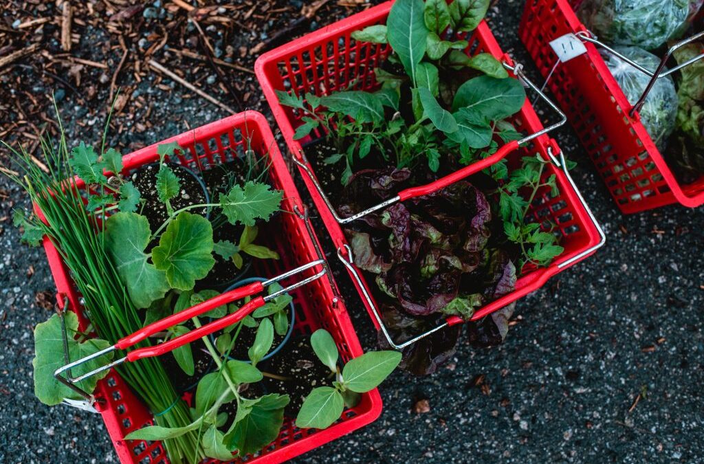 Seedling Sale Fresh Sheet + Market Vendors, May 6th 2023