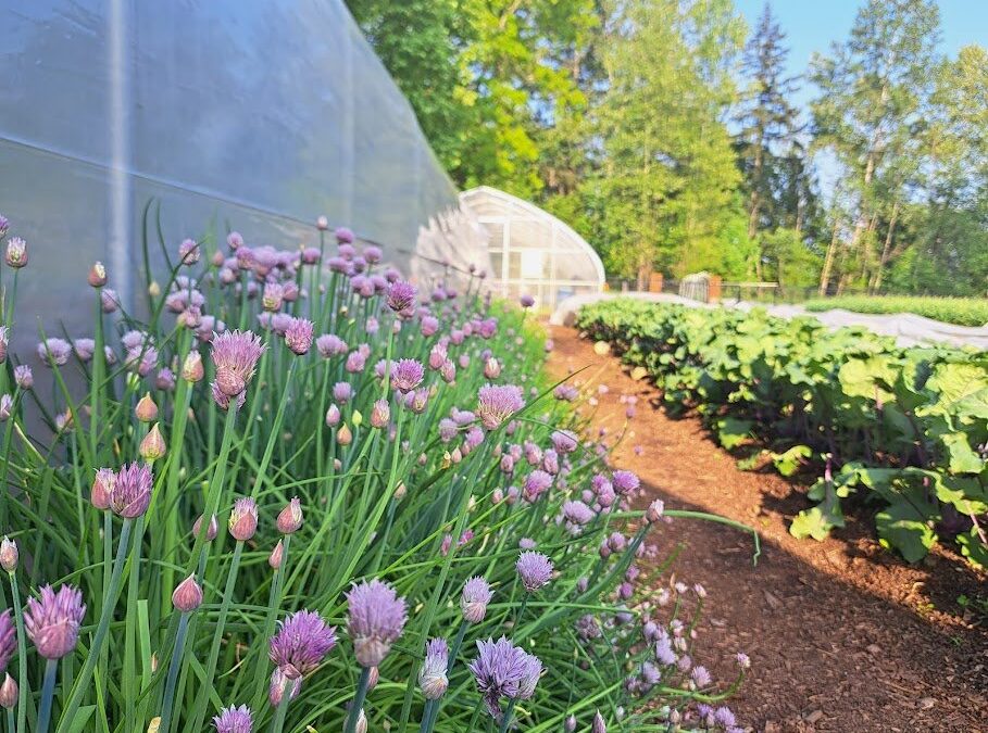 Fresh Sheet & Market Vendors for May 20th, 2023