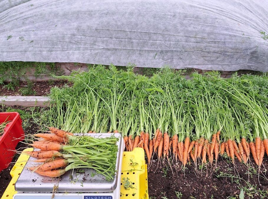 Fresh Sheet & Market Vendors for July 1st, 2023