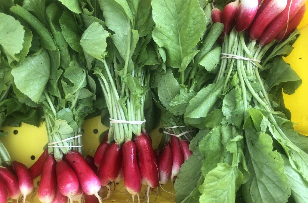 Fresh Sheet & Market Vendors for June 3rd, 2023