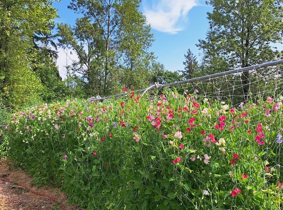 Fresh Sheet & Market Vendors for July 8th, 2023