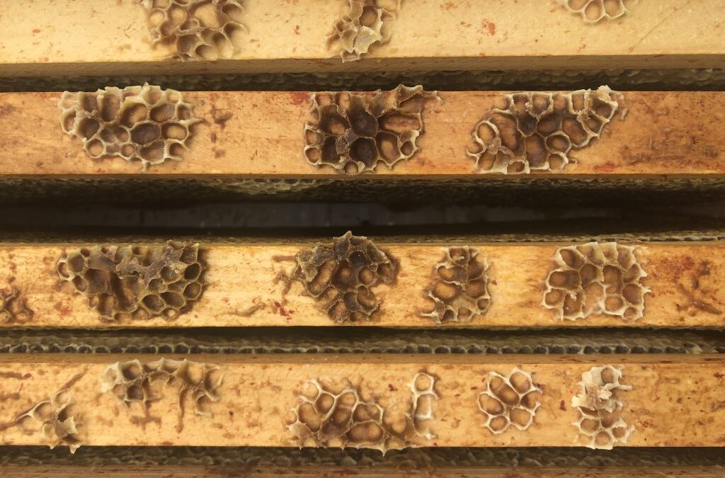 Fresh Sheet & Market Vendors for August 26th, 2023