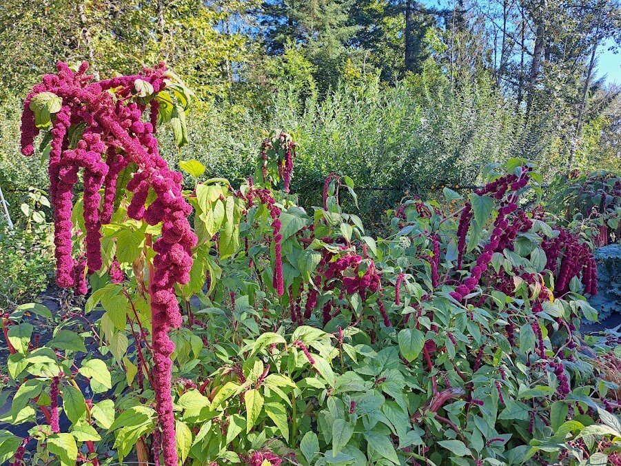 Fresh Sheet & Market Vendors for Sept 30th, 2023