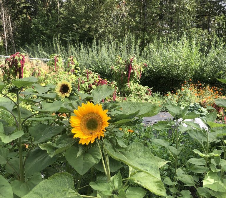 Fresh Sheet & Market Vendors for Sept 9th, 2023