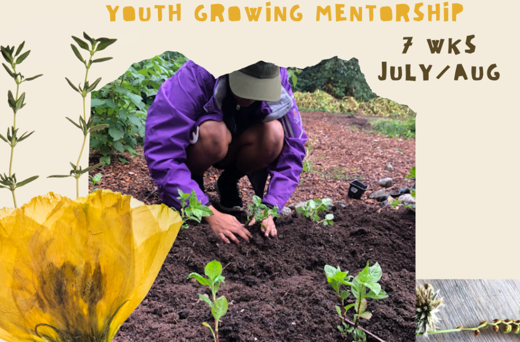 Rhizome Youth Growing Mentorship – Summer 2024